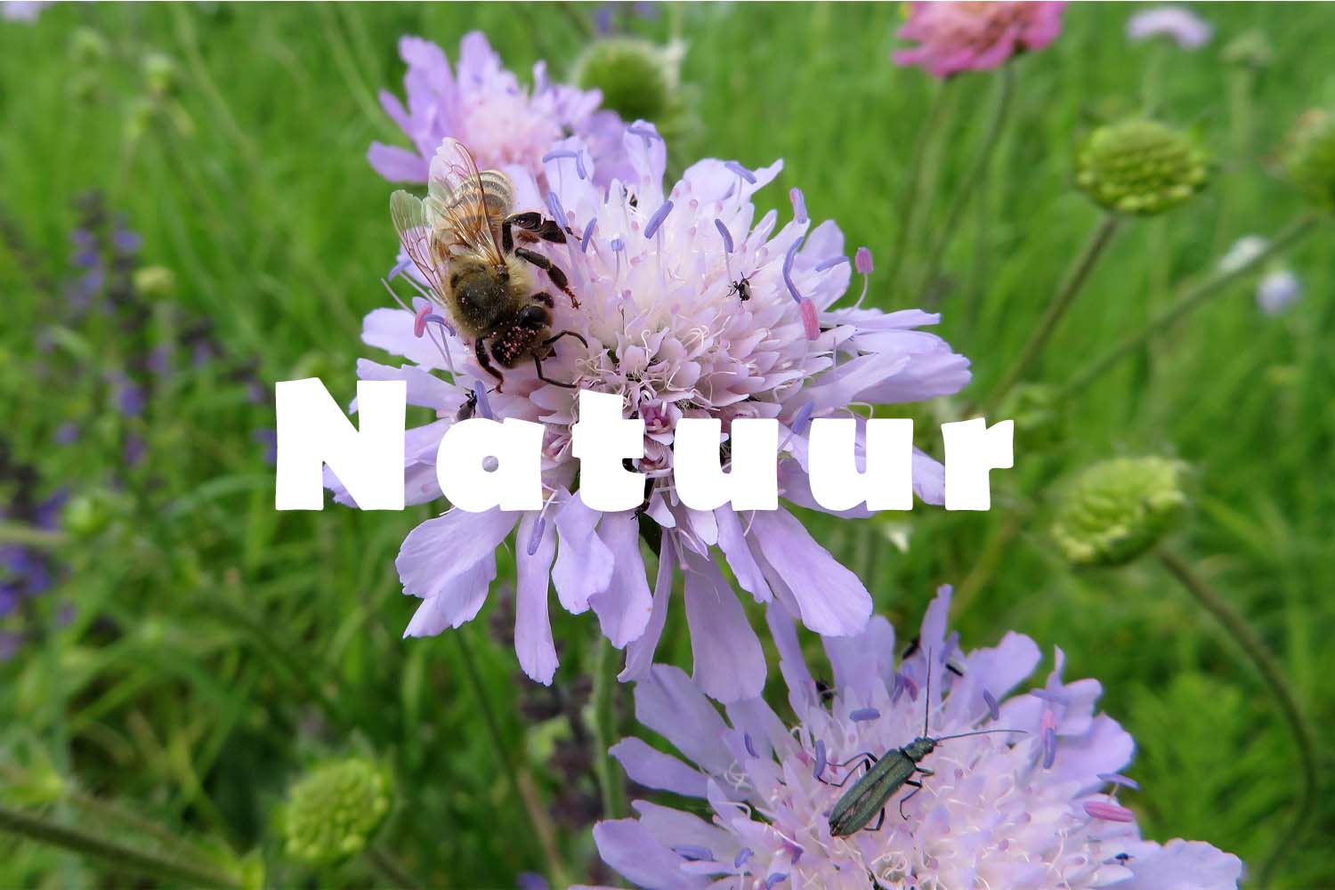 Natuur