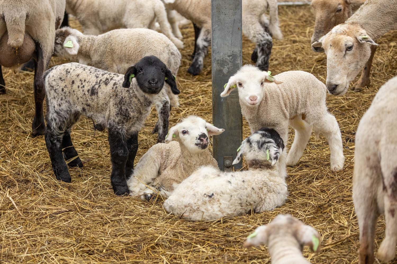 Persfoto - Lammetjes bij Belevenisboerderij Schieveen